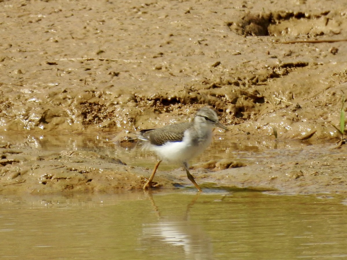 Spotted Sandpiper - ML637972398