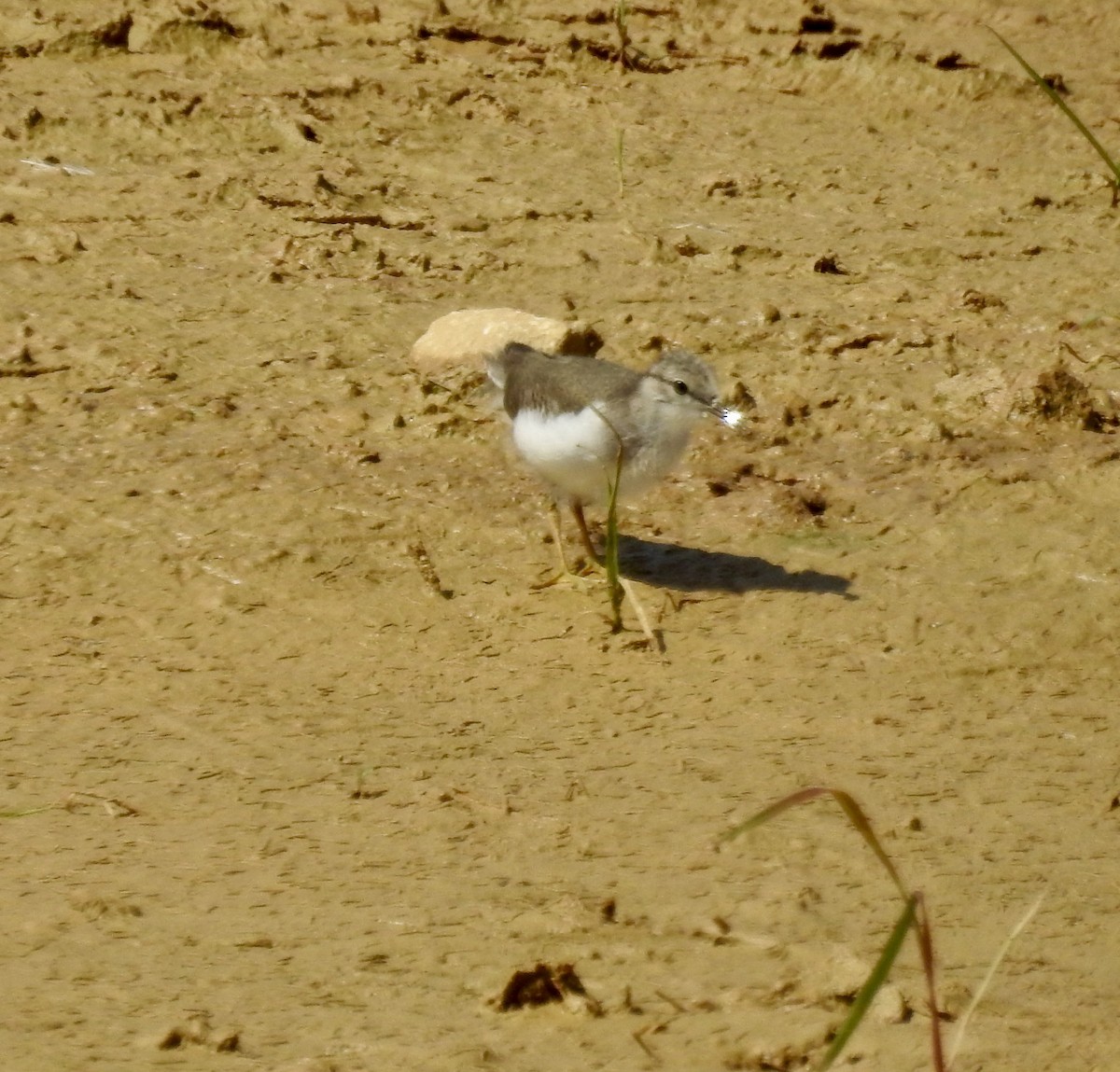 Spotted Sandpiper - ML637972399