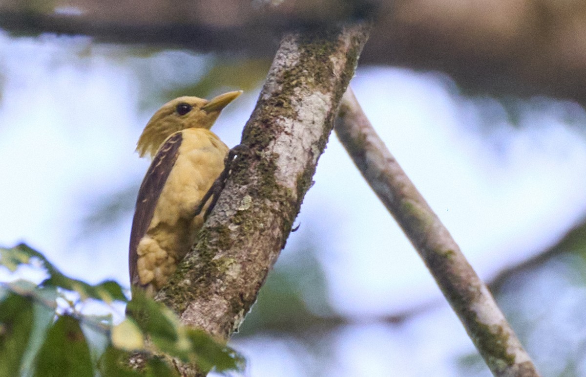 Cream-colored Woodpecker - ML637972403