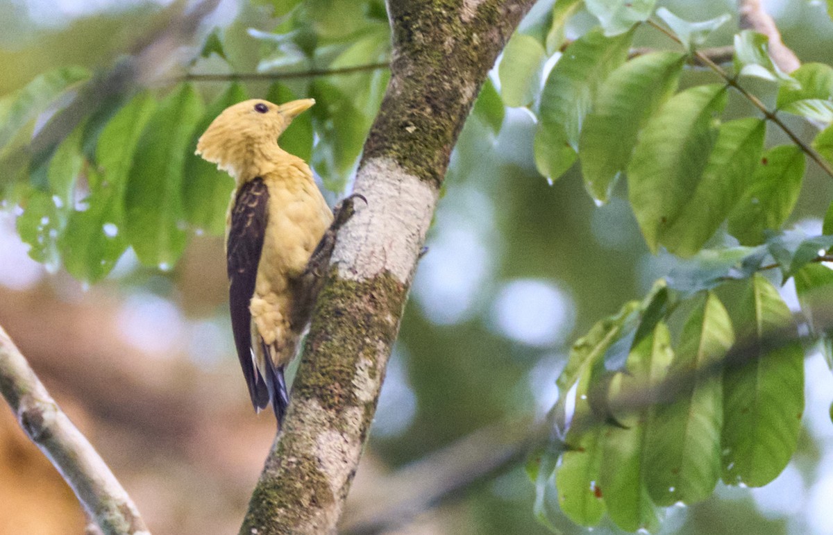 Cream-colored Woodpecker - ML637972404