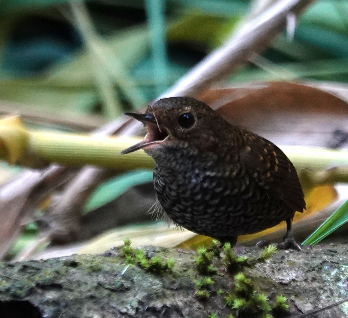 Pygmy Cupwing - ML637972416