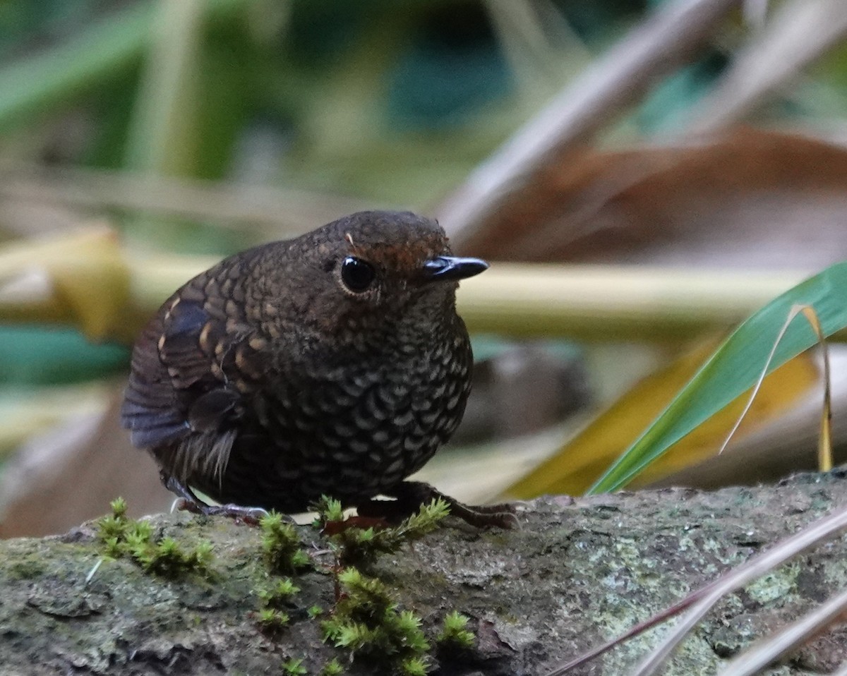 Pygmy Cupwing - ML637972417
