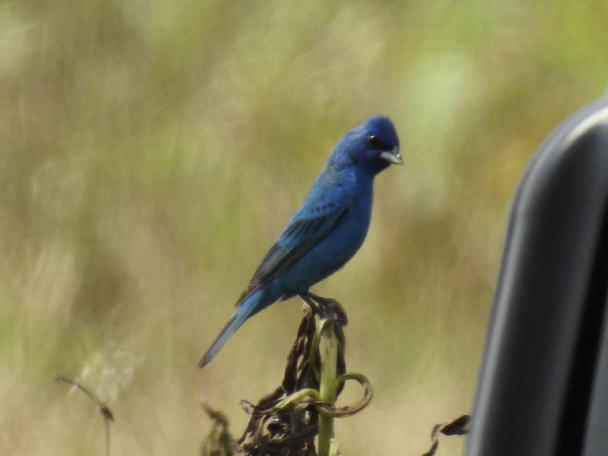 Indigo Bunting - ML637972443