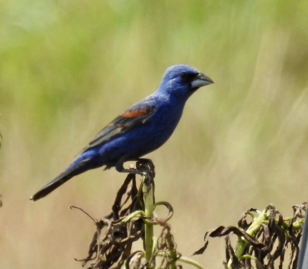 Blue Grosbeak - ML637972444