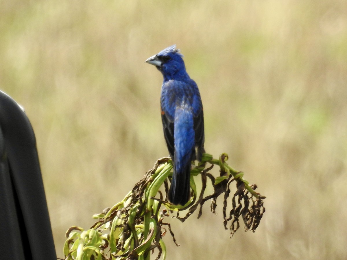 Blue Grosbeak - ML637972445