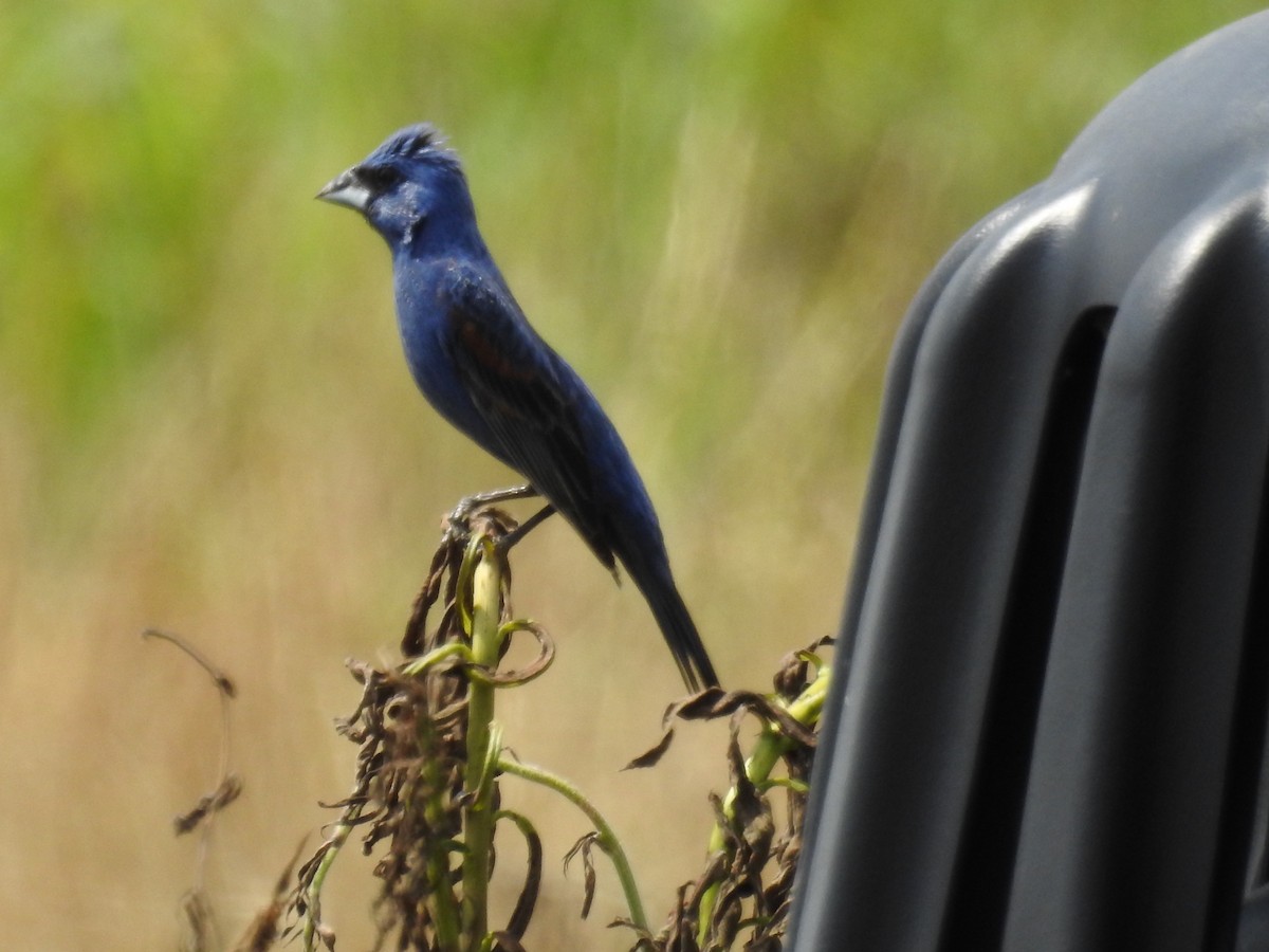 Blue Grosbeak - ML637972446