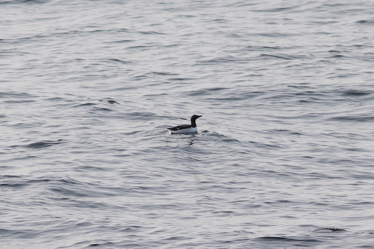 Common Murre - ML637972453