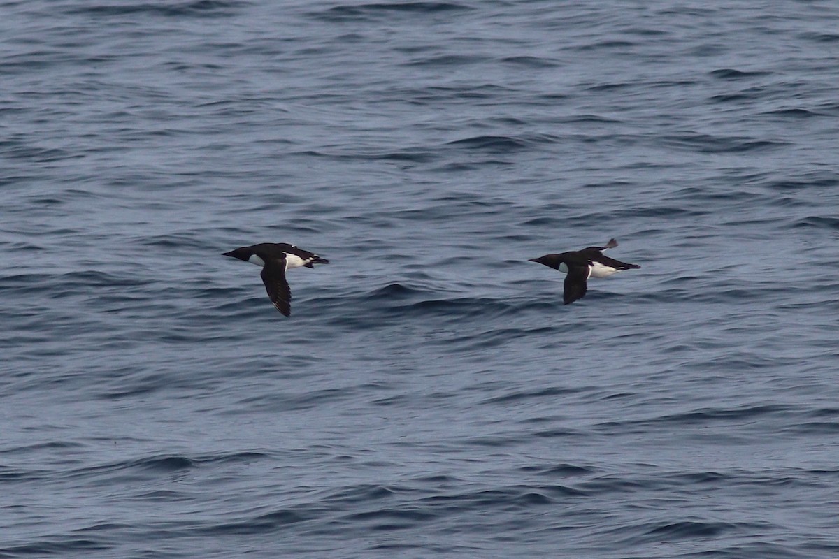 Common Murre - ML637972454
