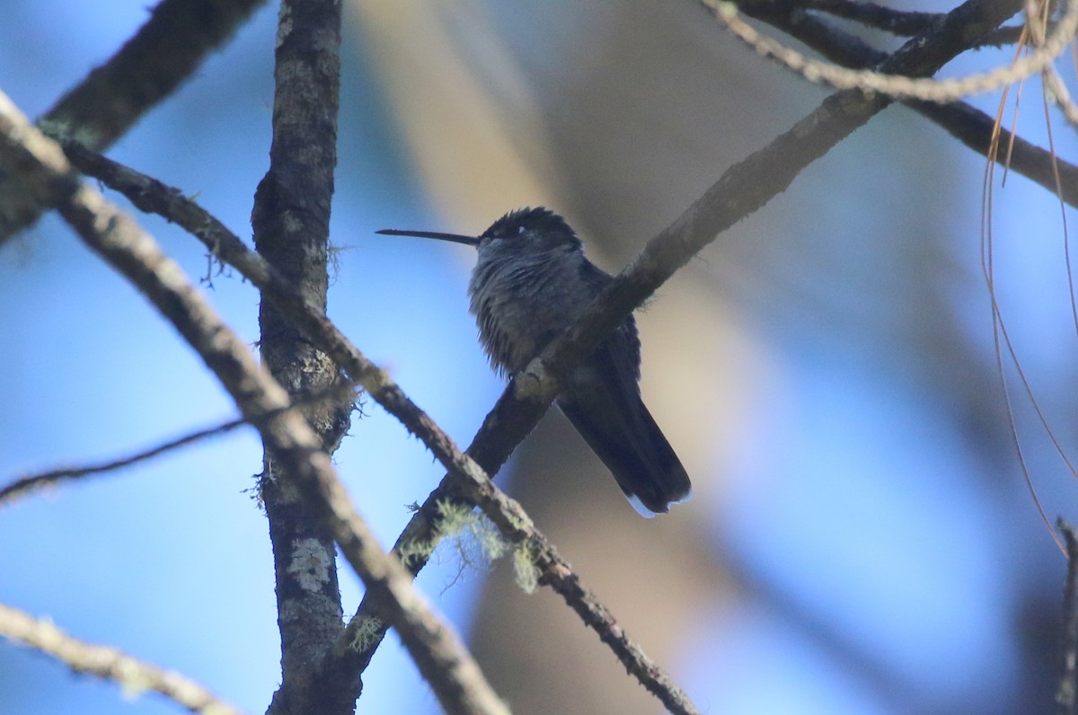 Rivoli's Hummingbird - ML637972535