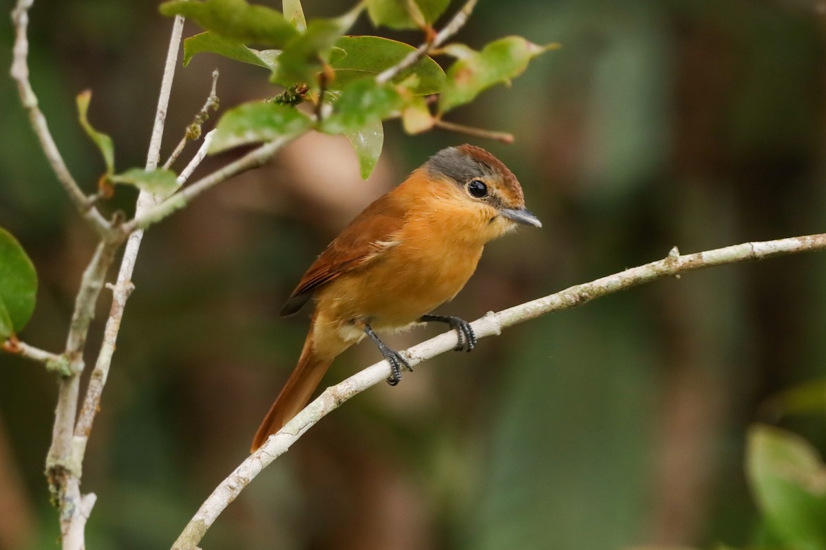 Chestnut-crowned Becard - ML637972546