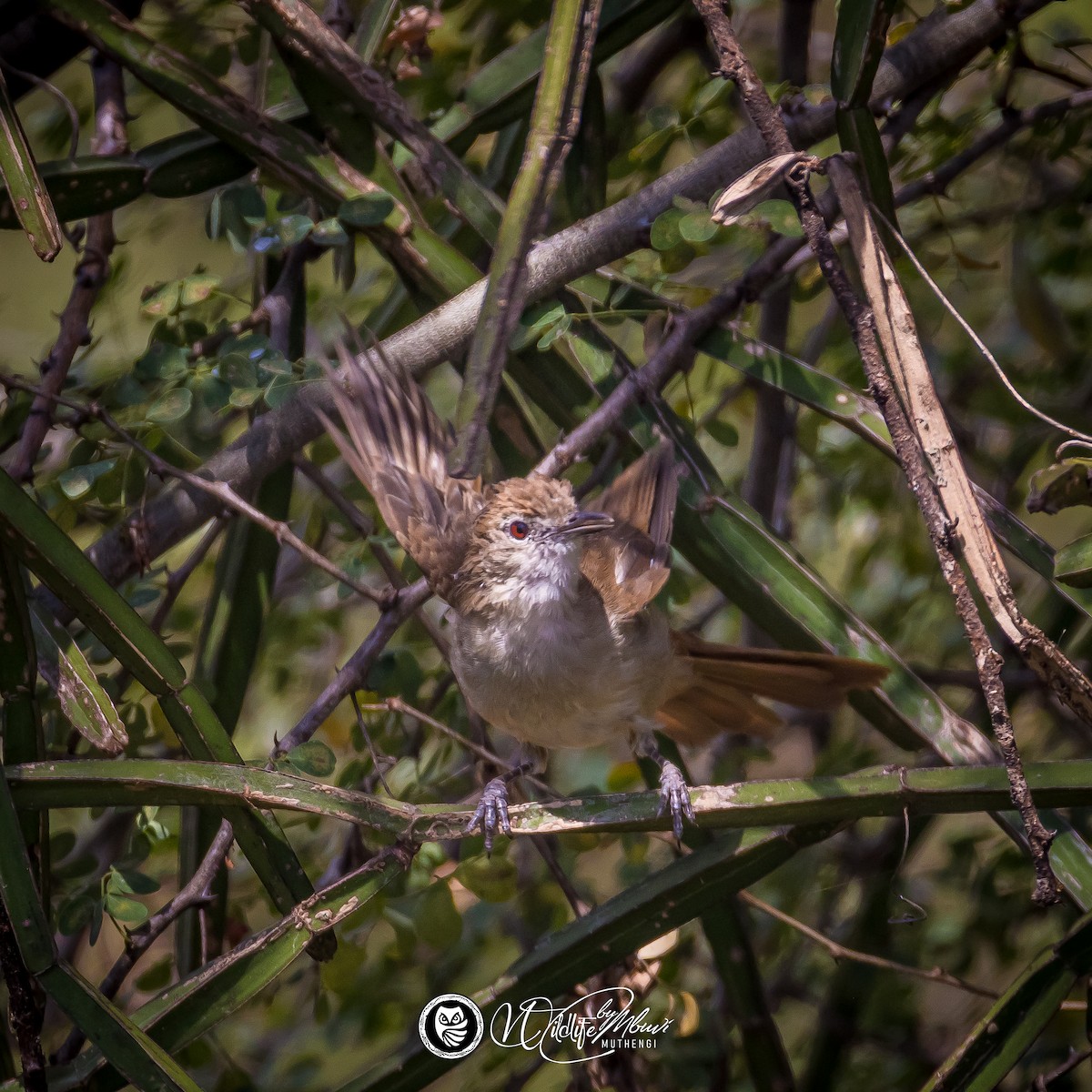 Northern Brownbul - ML637972557