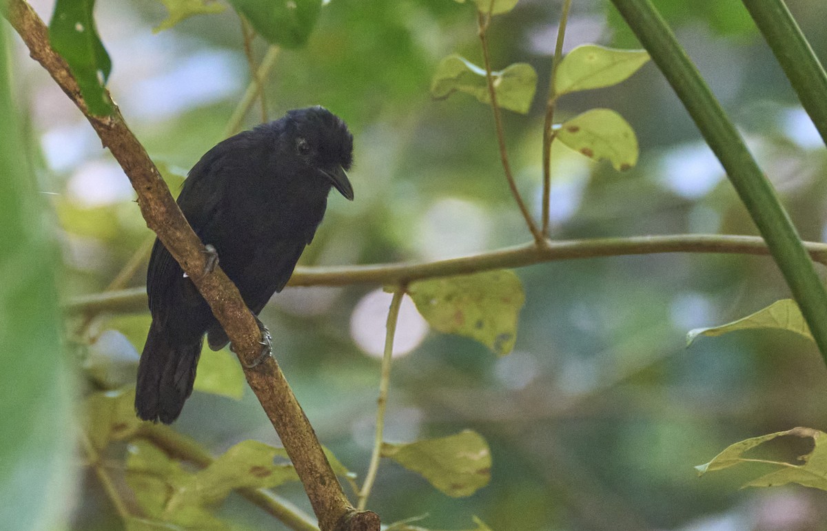 Cocha Antshrike - ML637972601