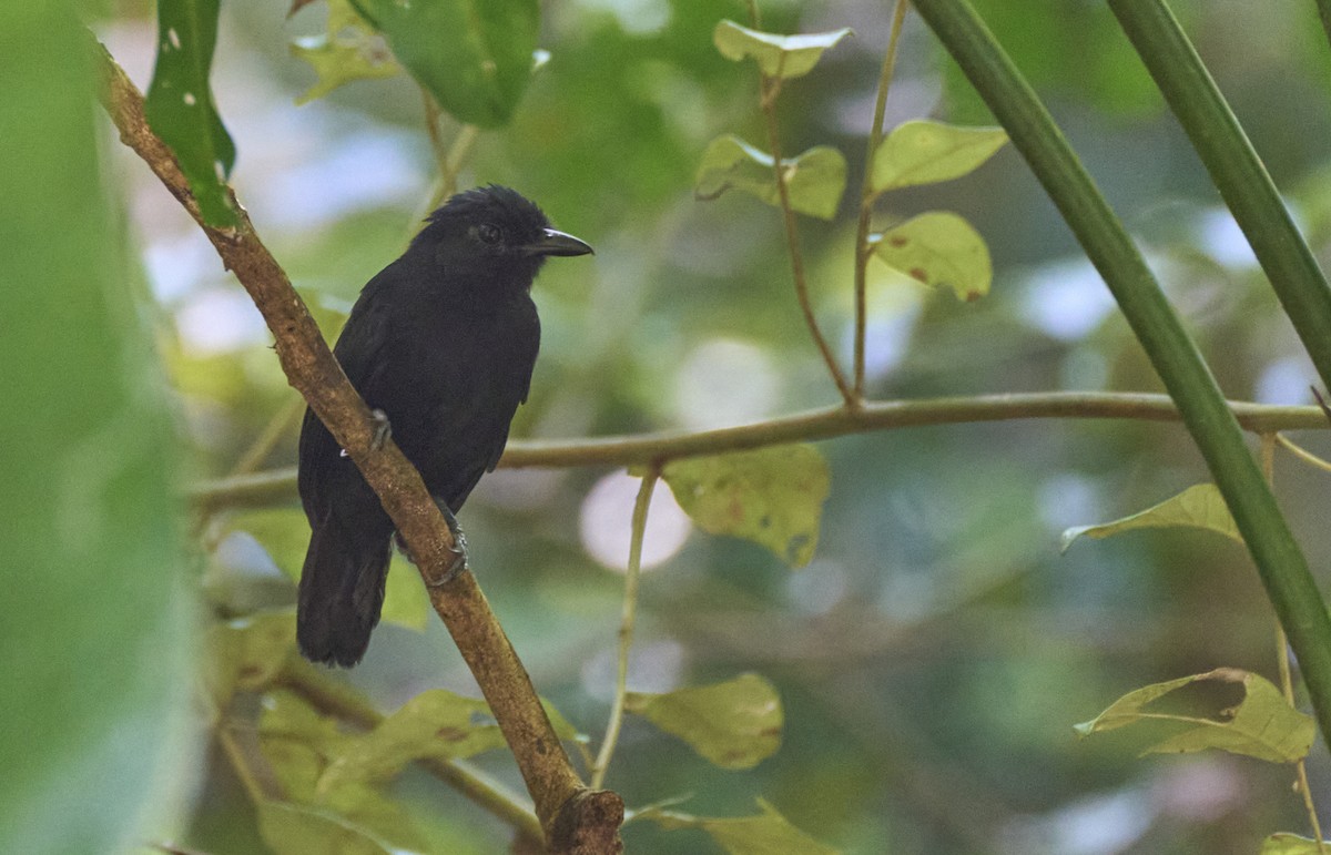 Cocha Antshrike - ML637972602