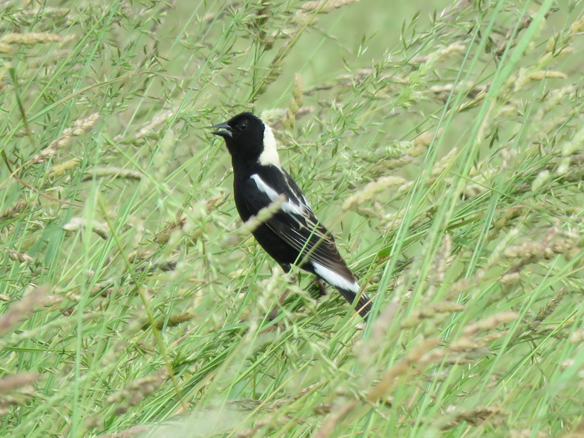 Bobolink - ML637972623