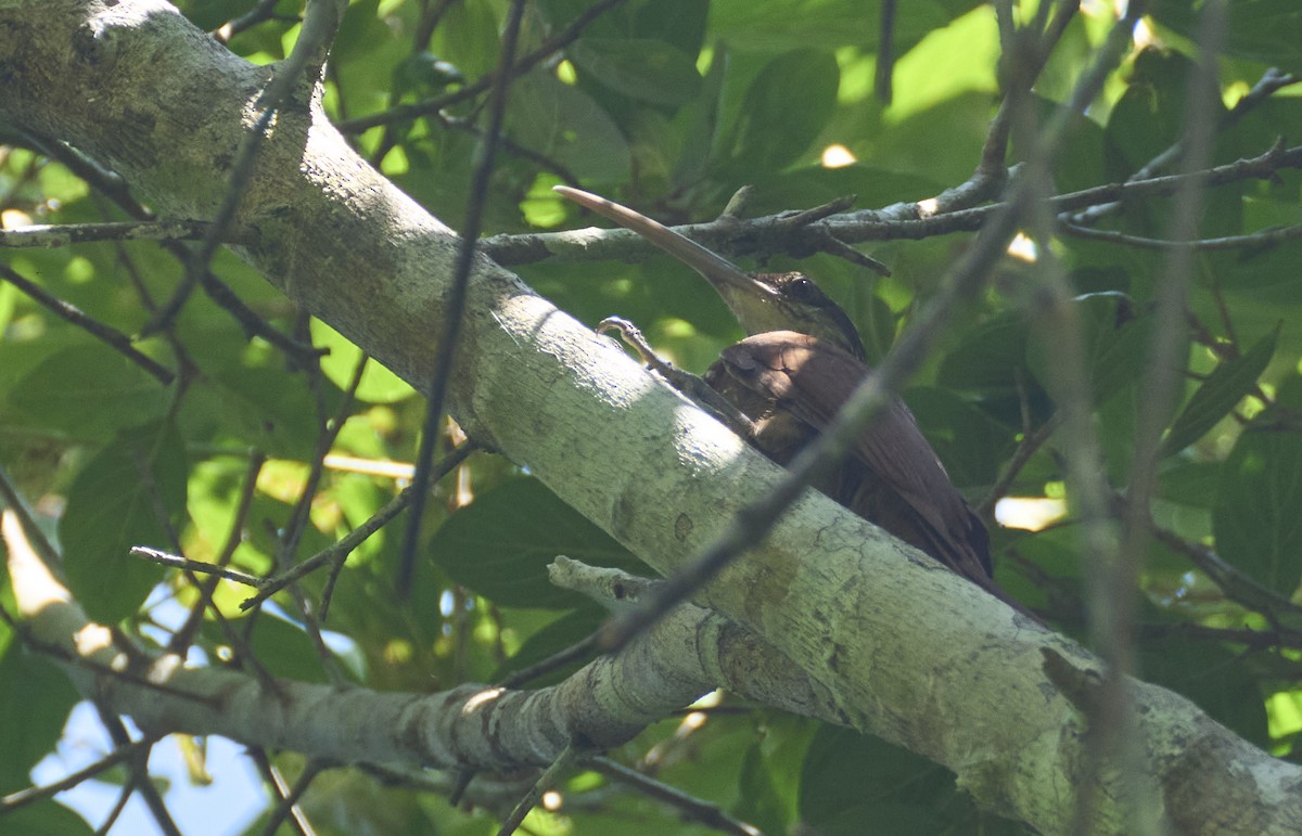 Long-billed Woodcreeper - ML637972653