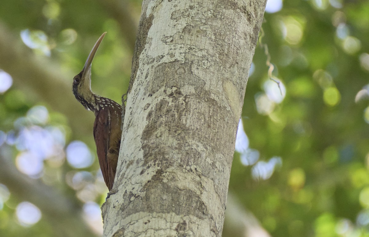 Long-billed Woodcreeper - ML637972654