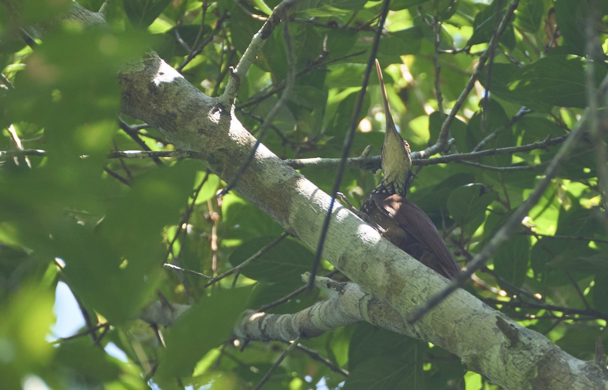 Long-billed Woodcreeper - ML637972655