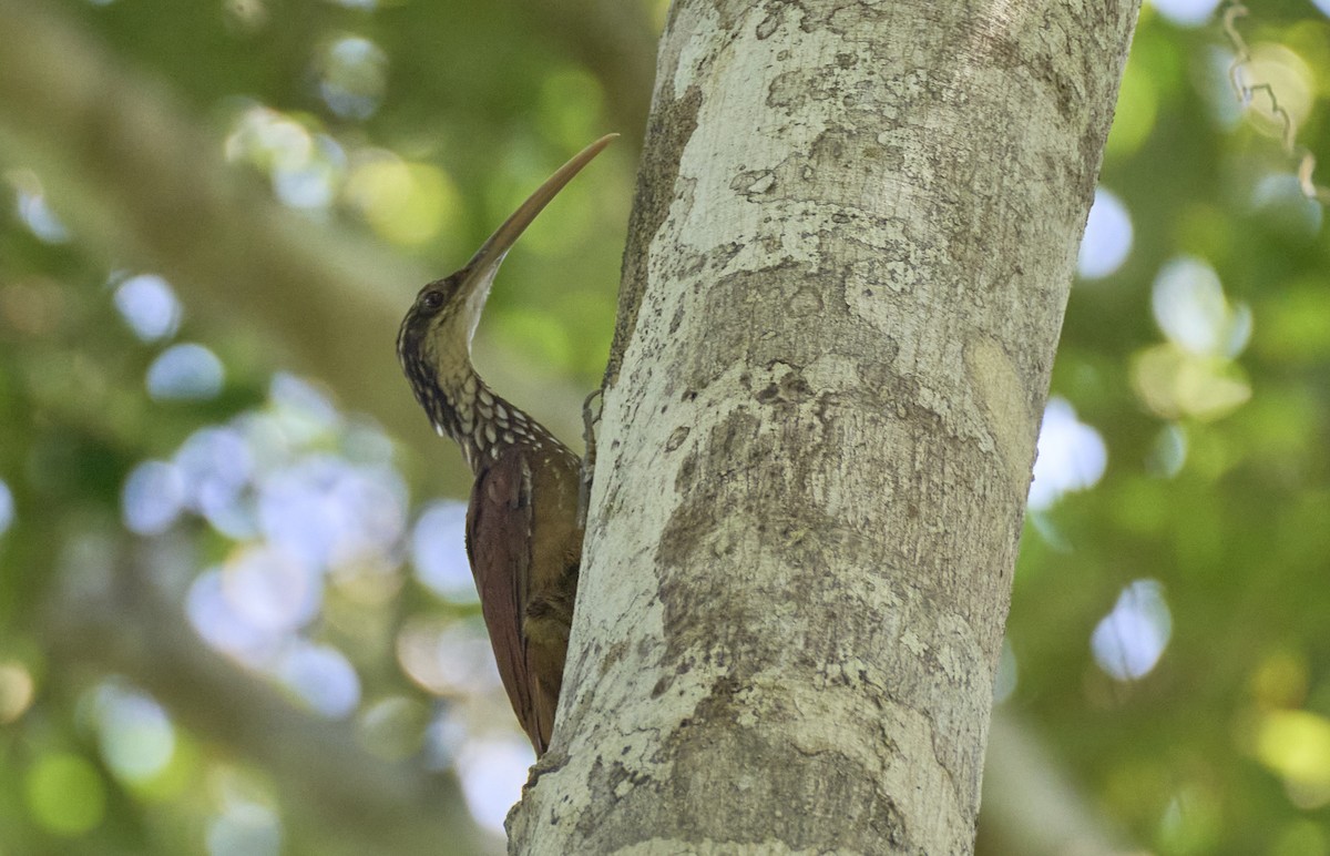 Long-billed Woodcreeper - ML637972656