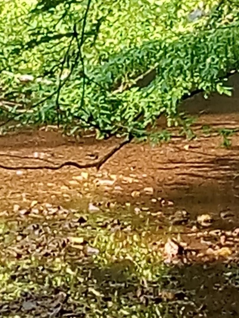 Louisiana Waterthrush - ML637972673