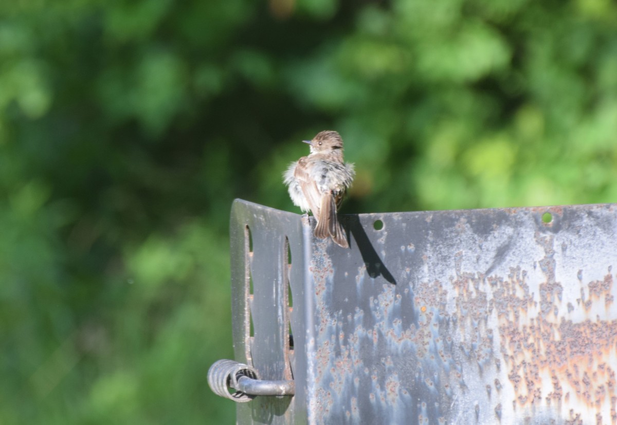 Eastern Phoebe - ML637972679