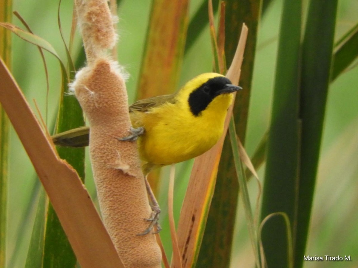 Altamira Yellowthroat - ML637972745