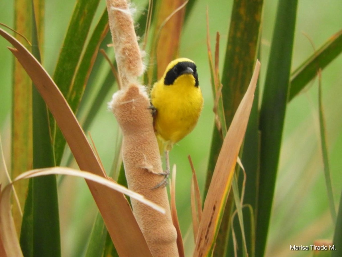 Altamira Yellowthroat - ML637972746