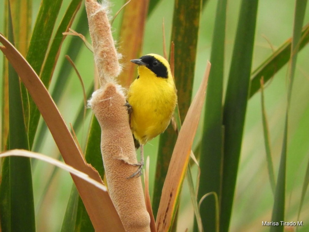 Altamira Yellowthroat - ML637972747