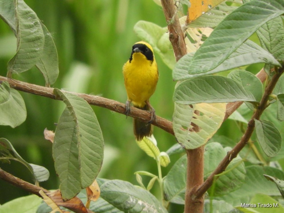 Altamira Yellowthroat - ML637972749