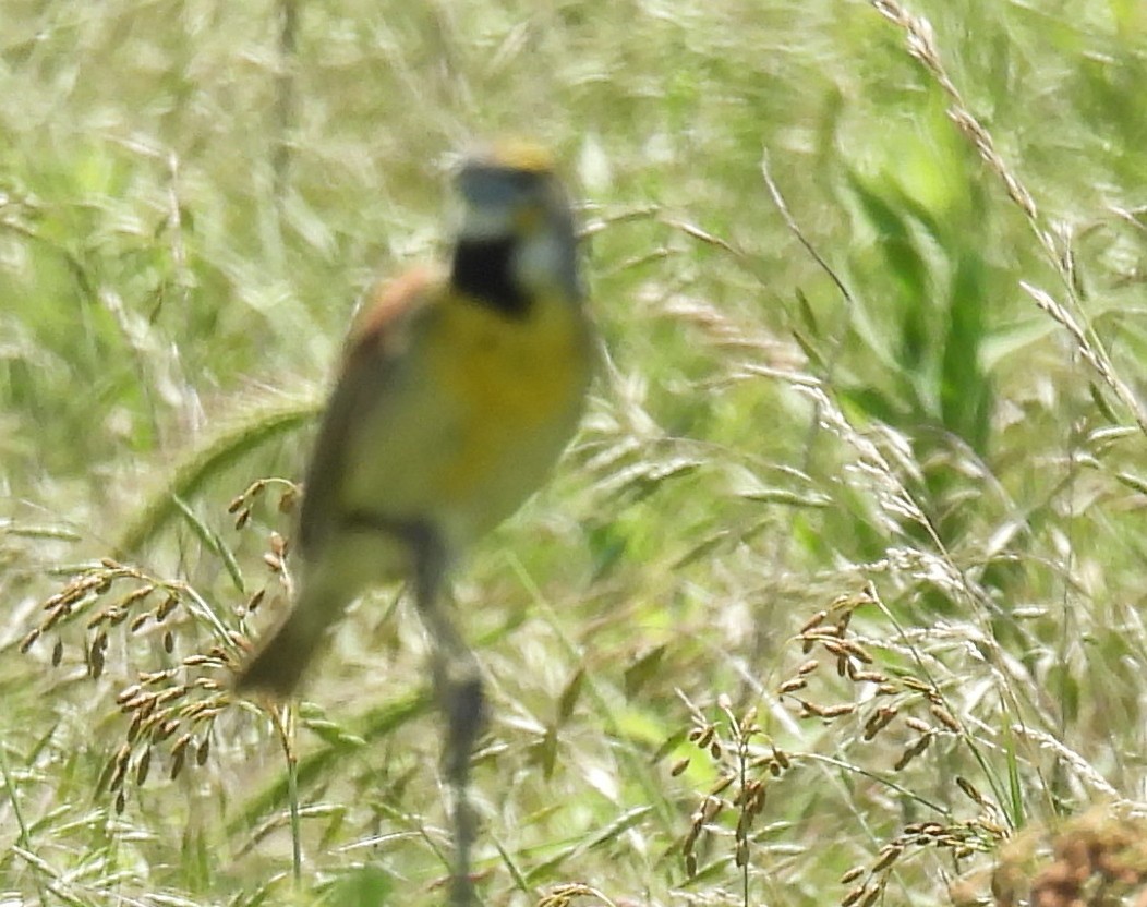 Dickcissel - ML637972778