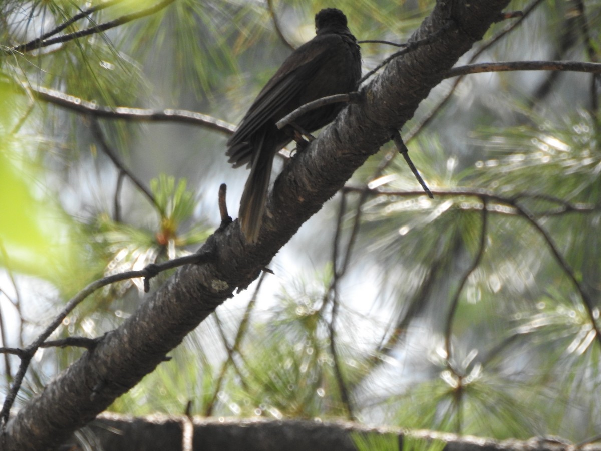 Gray-winged Blackbird - ML637972795