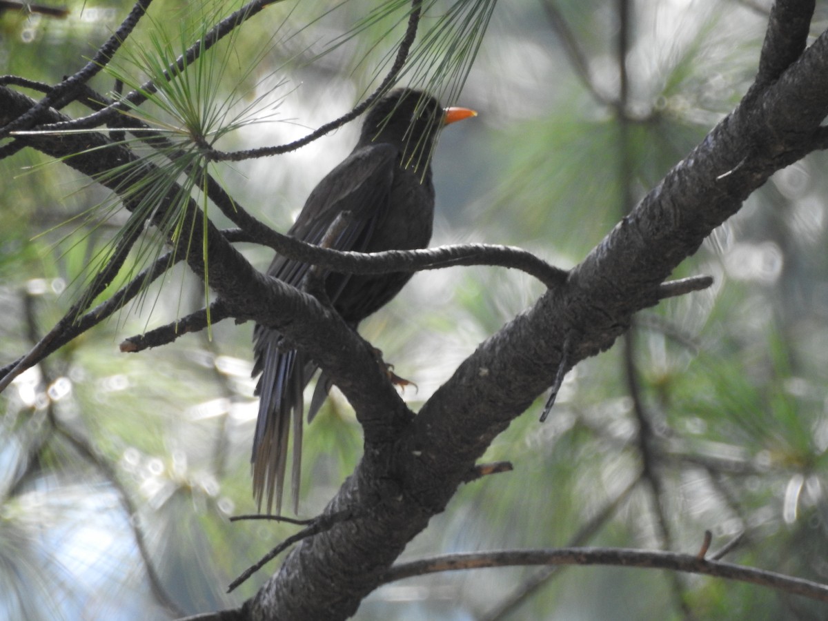 Gray-winged Blackbird - ML637972797