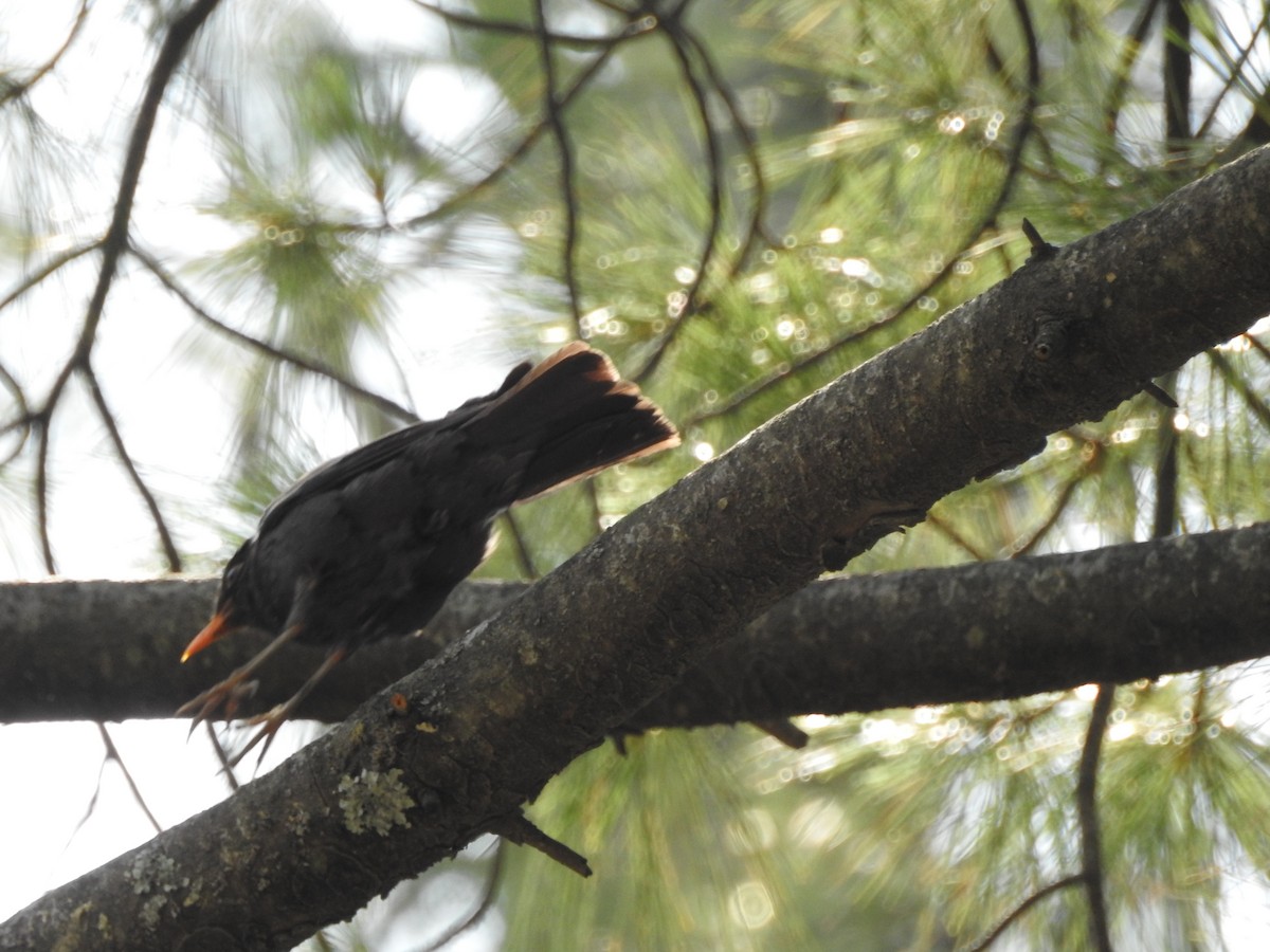 Gray-winged Blackbird - ML637972798