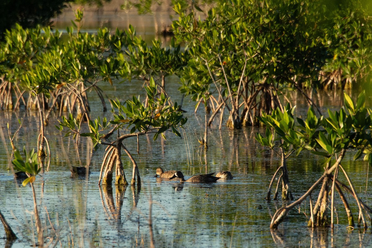 Cerceta Aliazul - ML637972818