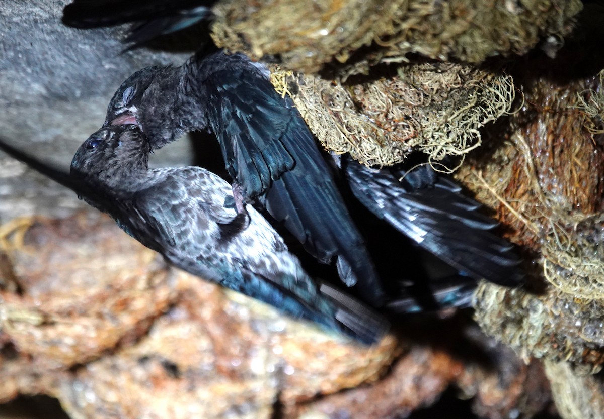 Plume-toed Swiftlet - ML637972826