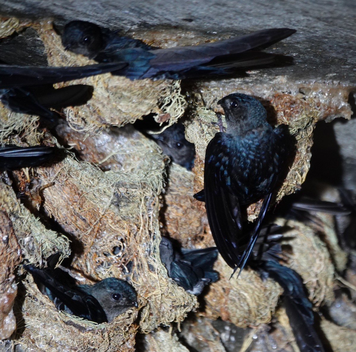 Plume-toed Swiftlet - ML637972827