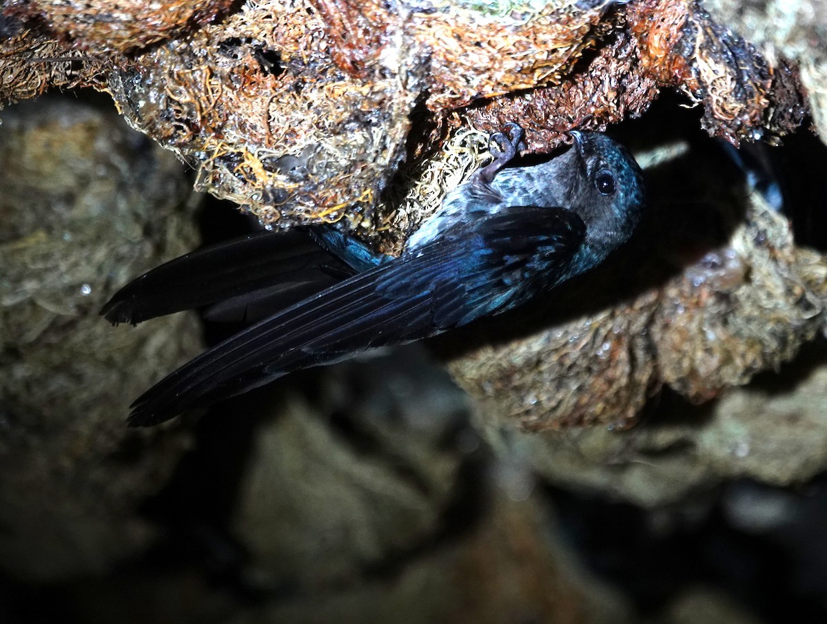 Plume-toed Swiftlet - ML637972828