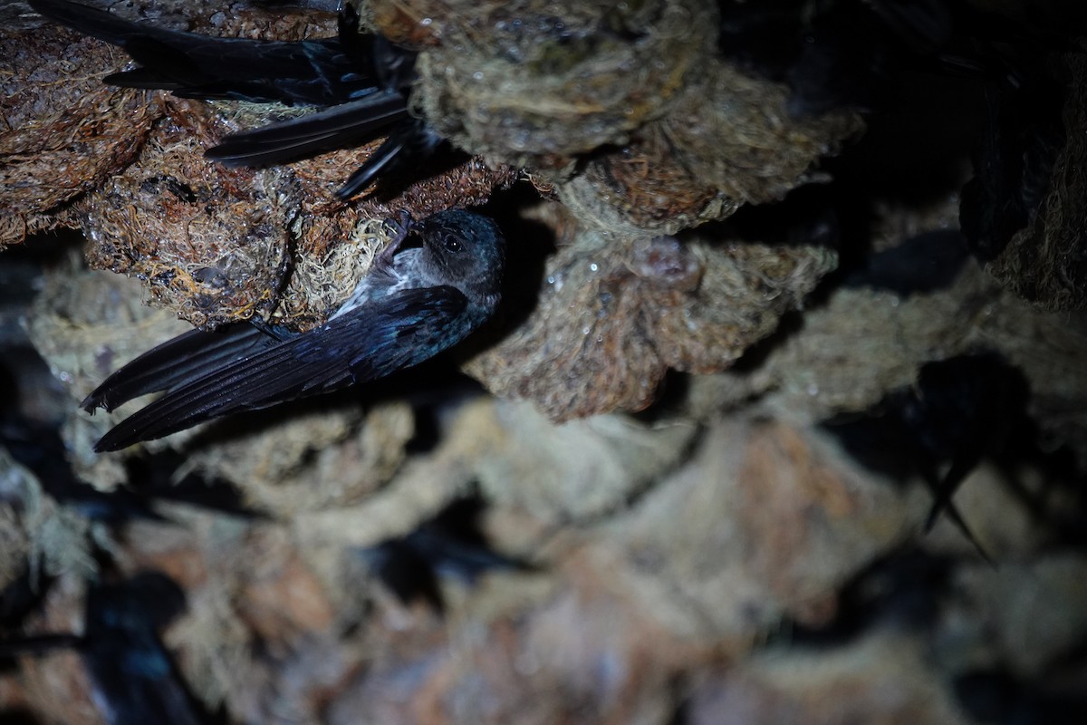 Plume-toed Swiftlet - ML637972829