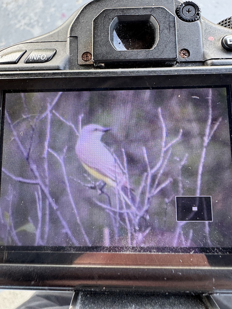 Western Kingbird - ML637972851