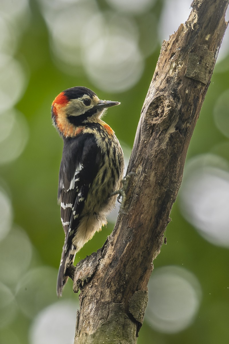 Crimson-naped Woodpecker - ML637972853