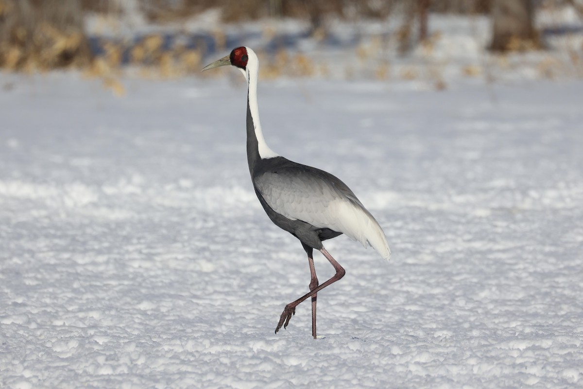 White-naped Crane - ML637972856