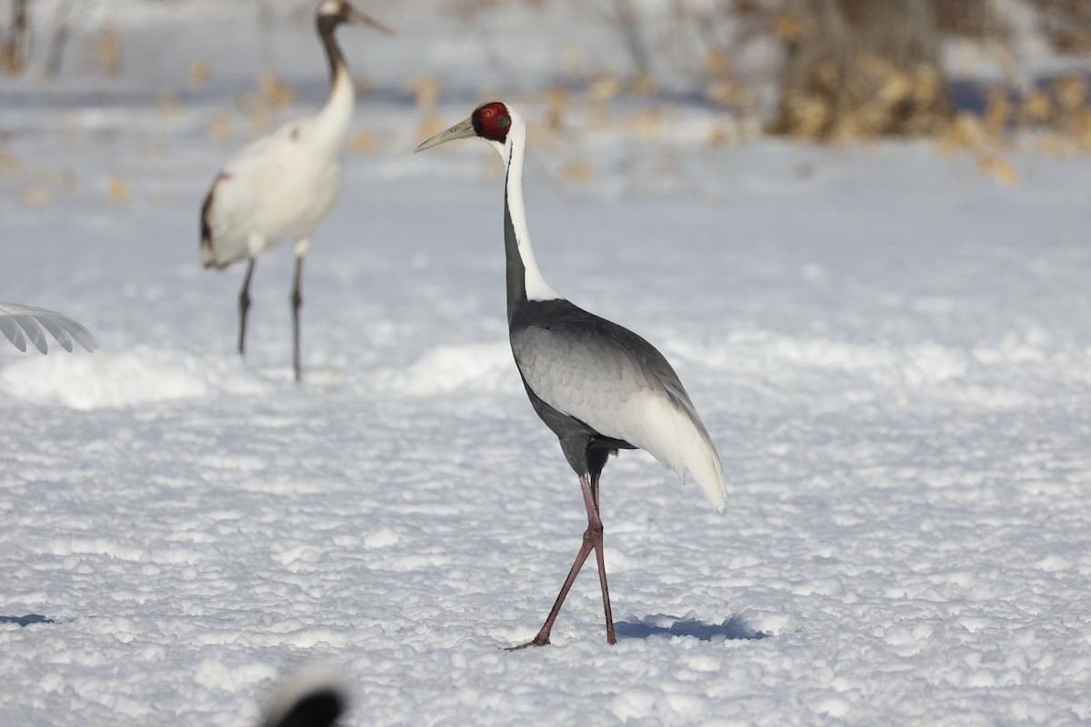 White-naped Crane - ML637972860