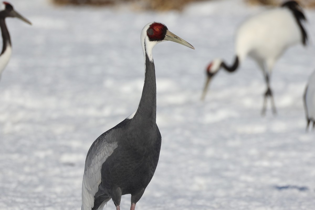 White-naped Crane - ML637972863