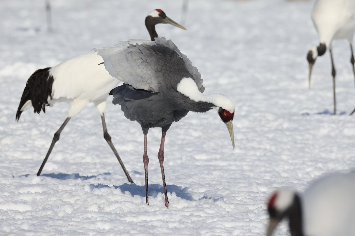 White-naped Crane - ML637972864