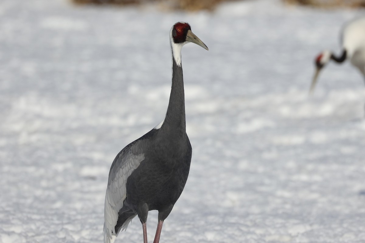 White-naped Crane - ML637972865