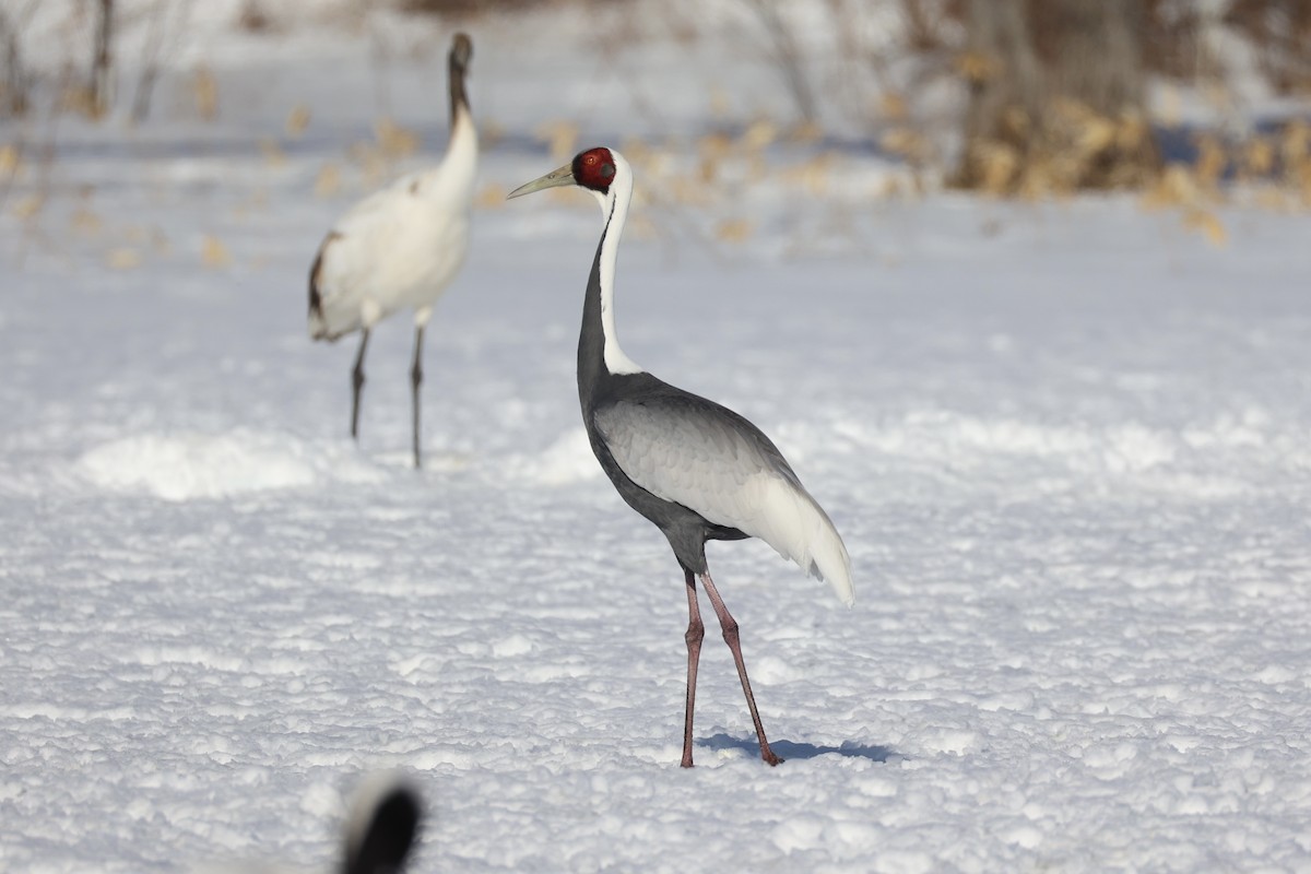 White-naped Crane - ML637972866
