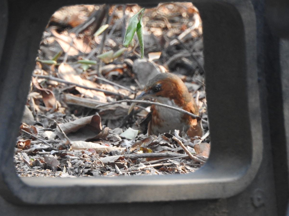 Rusty-cheeked Scimitar-Babbler - ML637972896