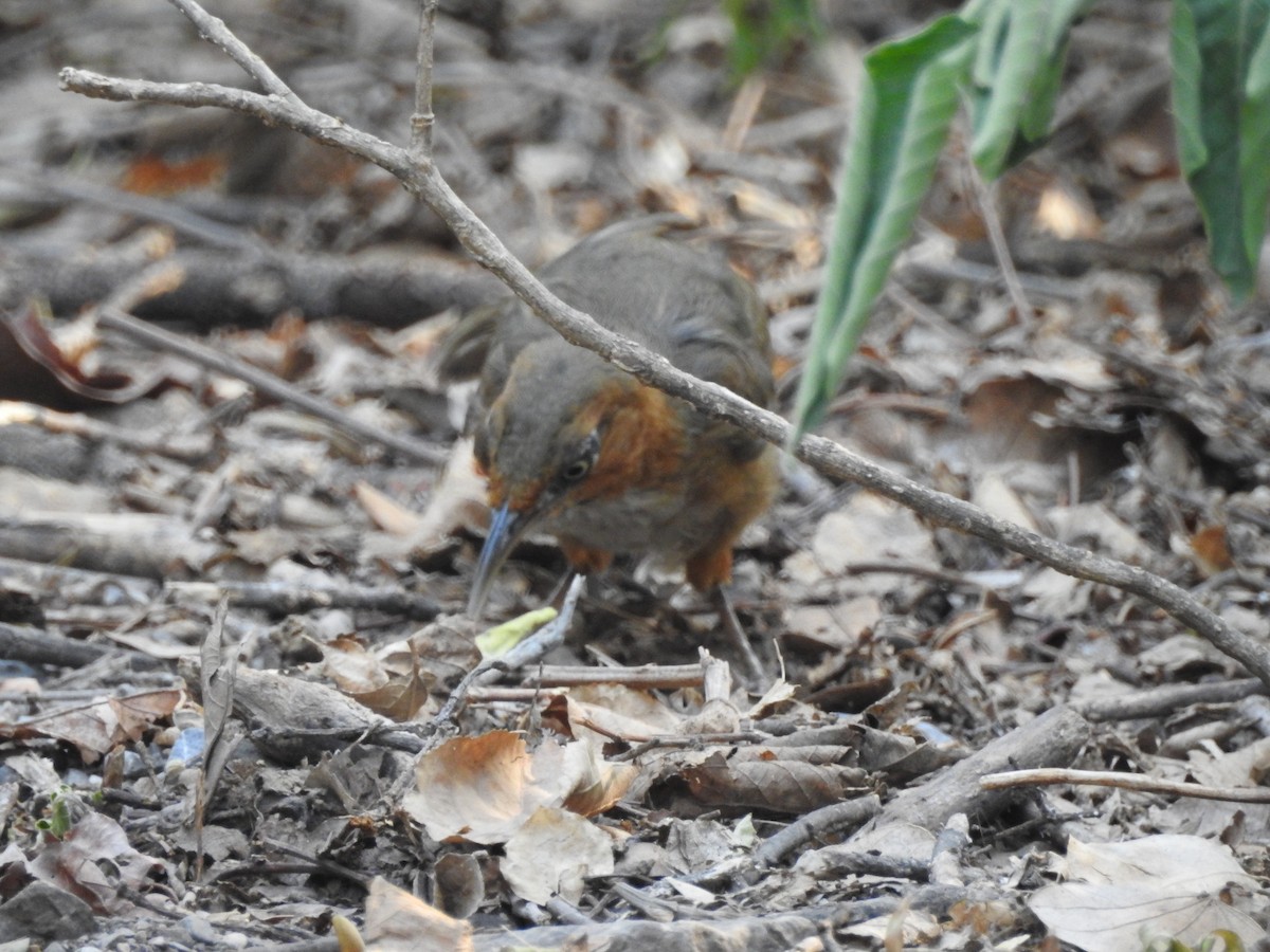 Rusty-cheeked Scimitar-Babbler - ML637972903
