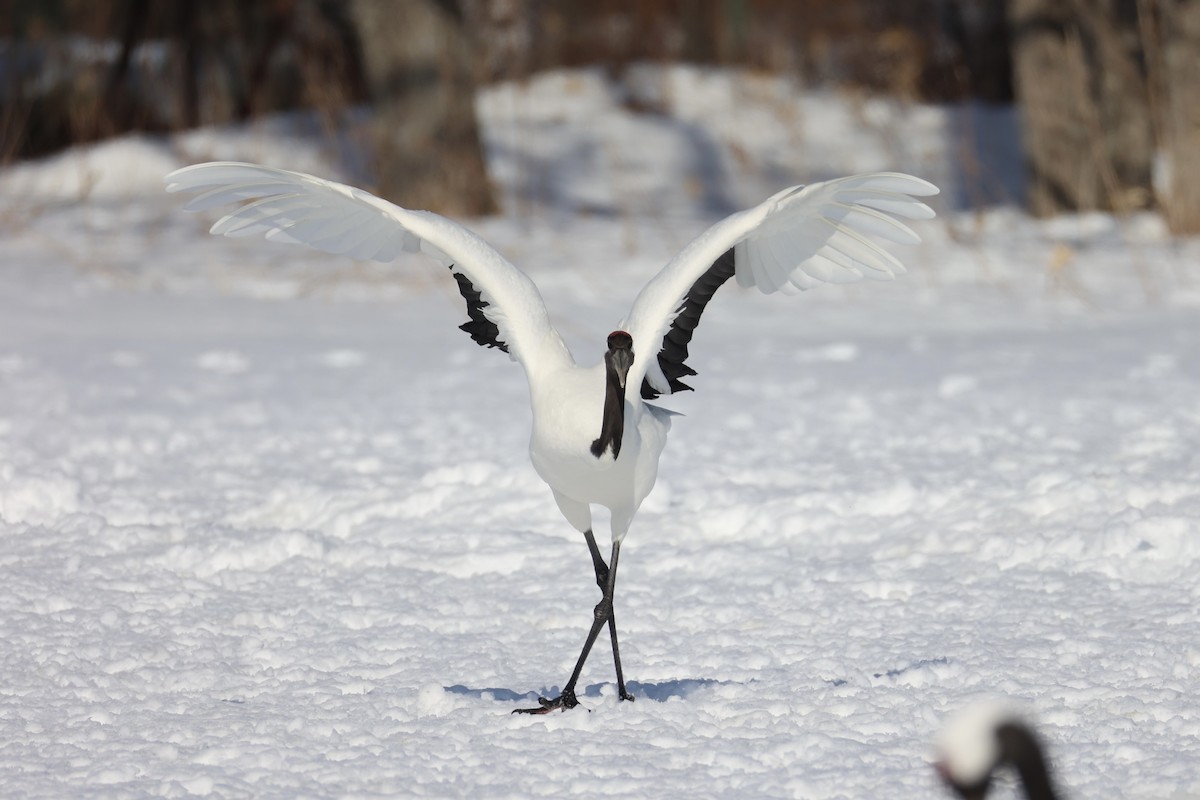 Red-crowned Crane - ML637972912
