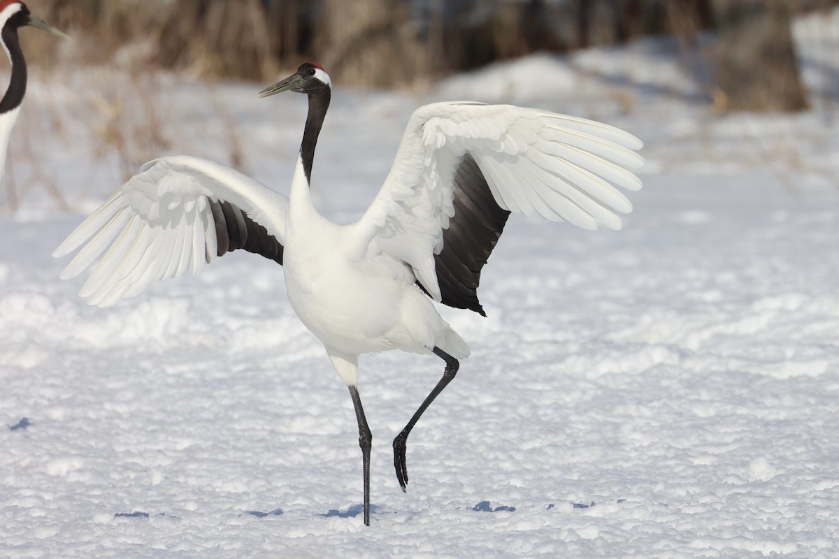 Red-crowned Crane - ML637972913
