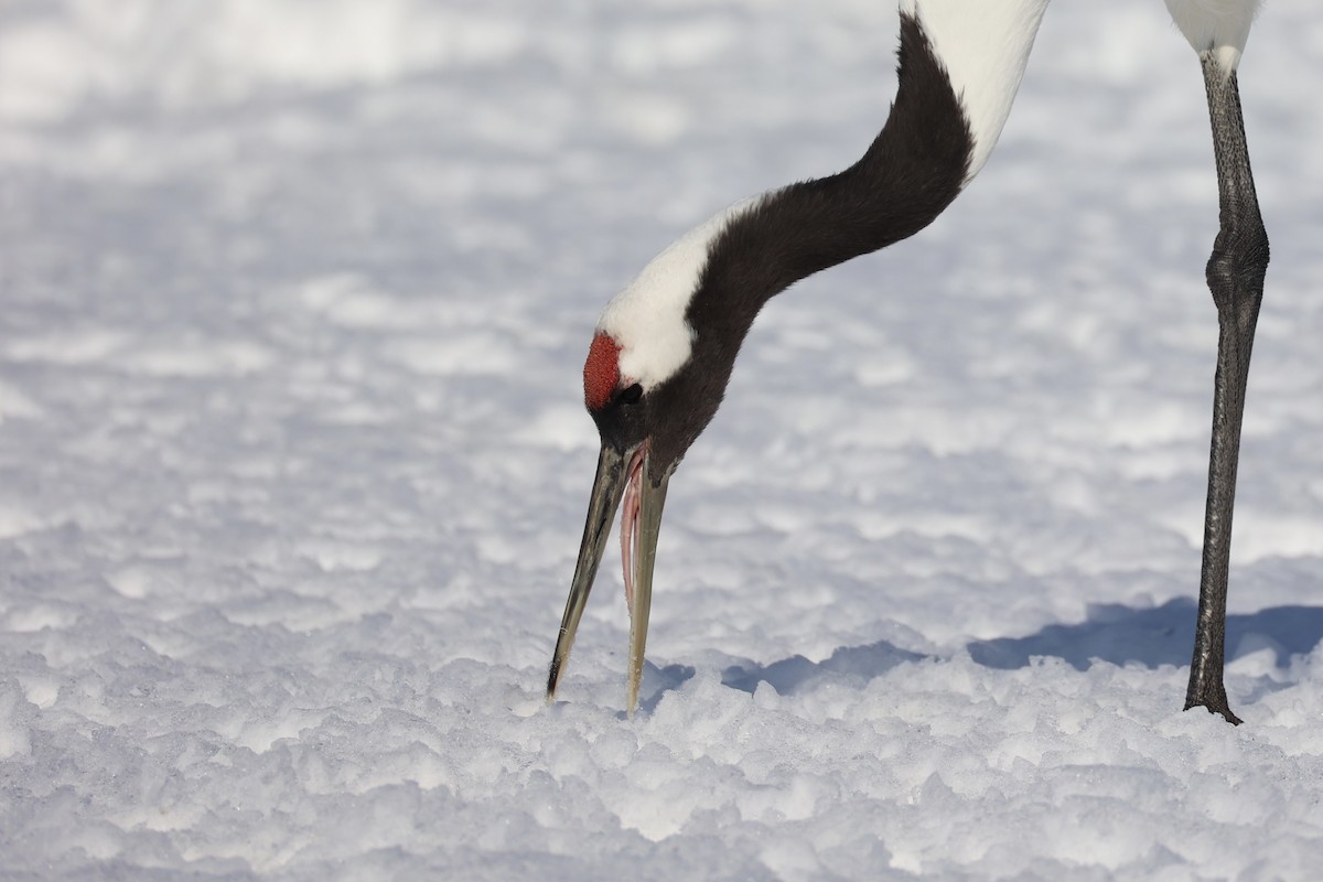 Red-crowned Crane - ML637972916